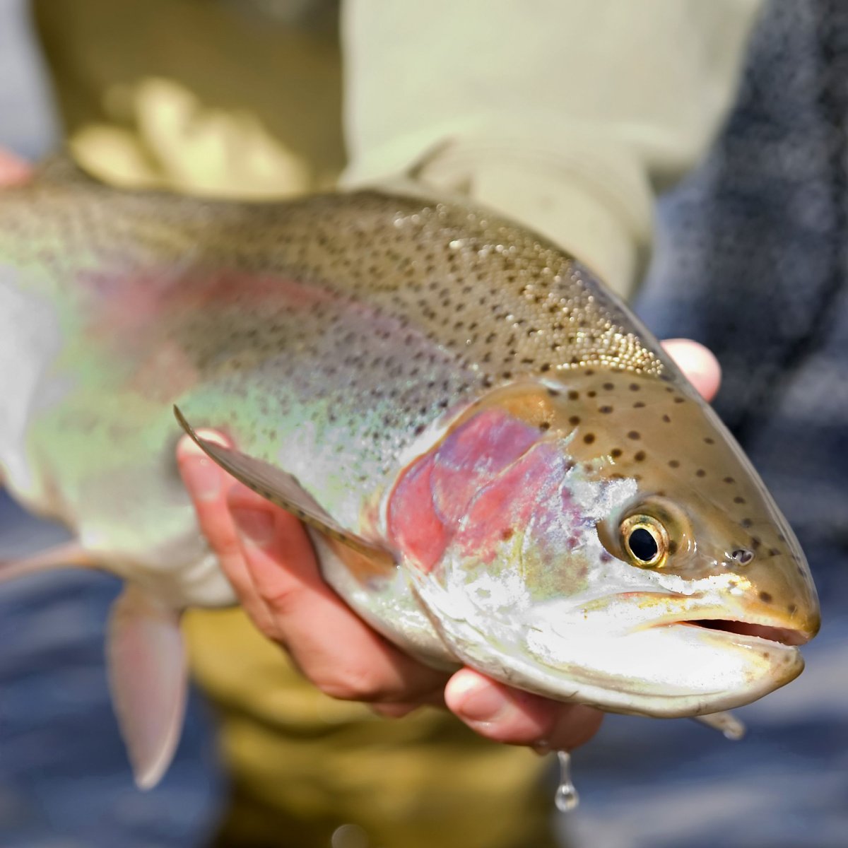 What Does Rainbow Trout Taste Like Tastylicious