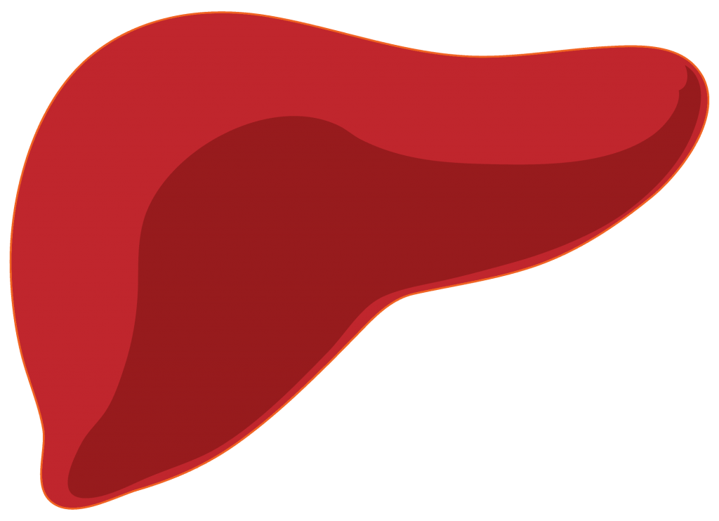 2000px-Liver.svg-compressor