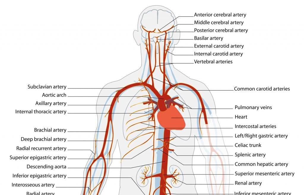 arterie-compressor