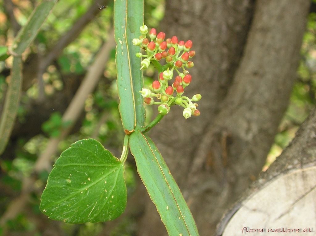 Cissus Quadrangularis Flower Compressor 1024x766