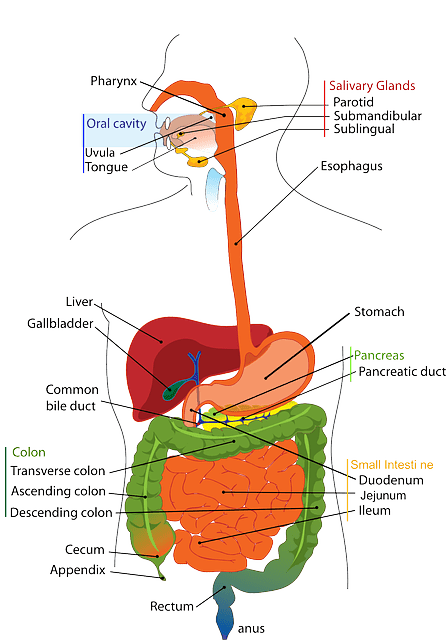 Digestive 41529 640 Min