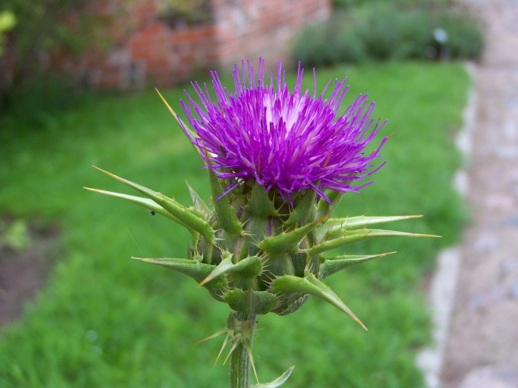 Frombork   Milk Thistle Flowerhead Min 1024x768