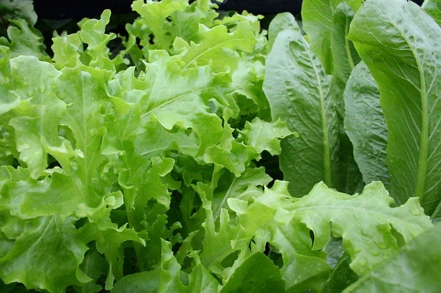 Lettuce 811962 640 Min