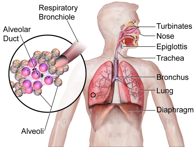 640px Respiratory System Illustration Min