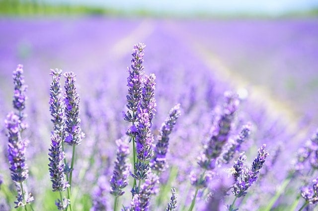 Lavender Blossom 1595581 640 Min