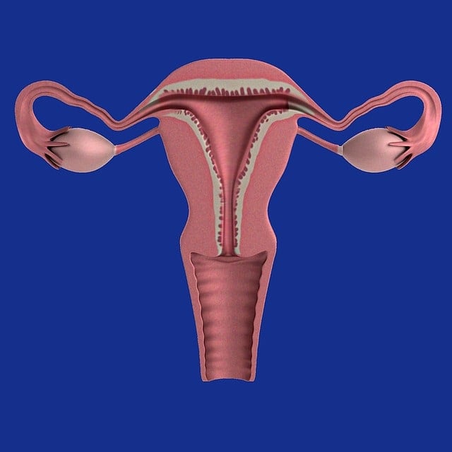 Uterus 1089344 640 Min