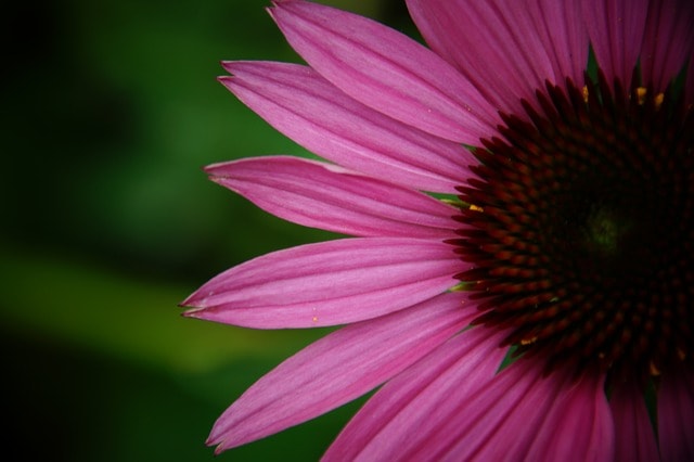 Coneflower 3132223 640 Min