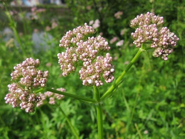 Valeriana Officinalis 848672 640 Min