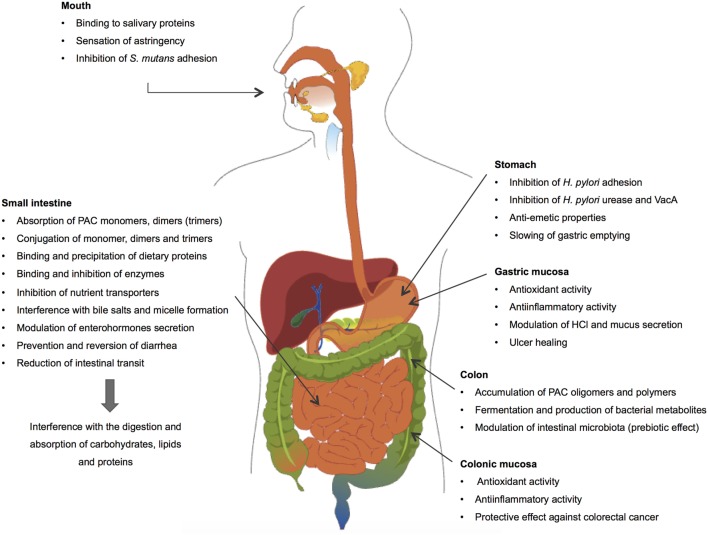 Gi Tract