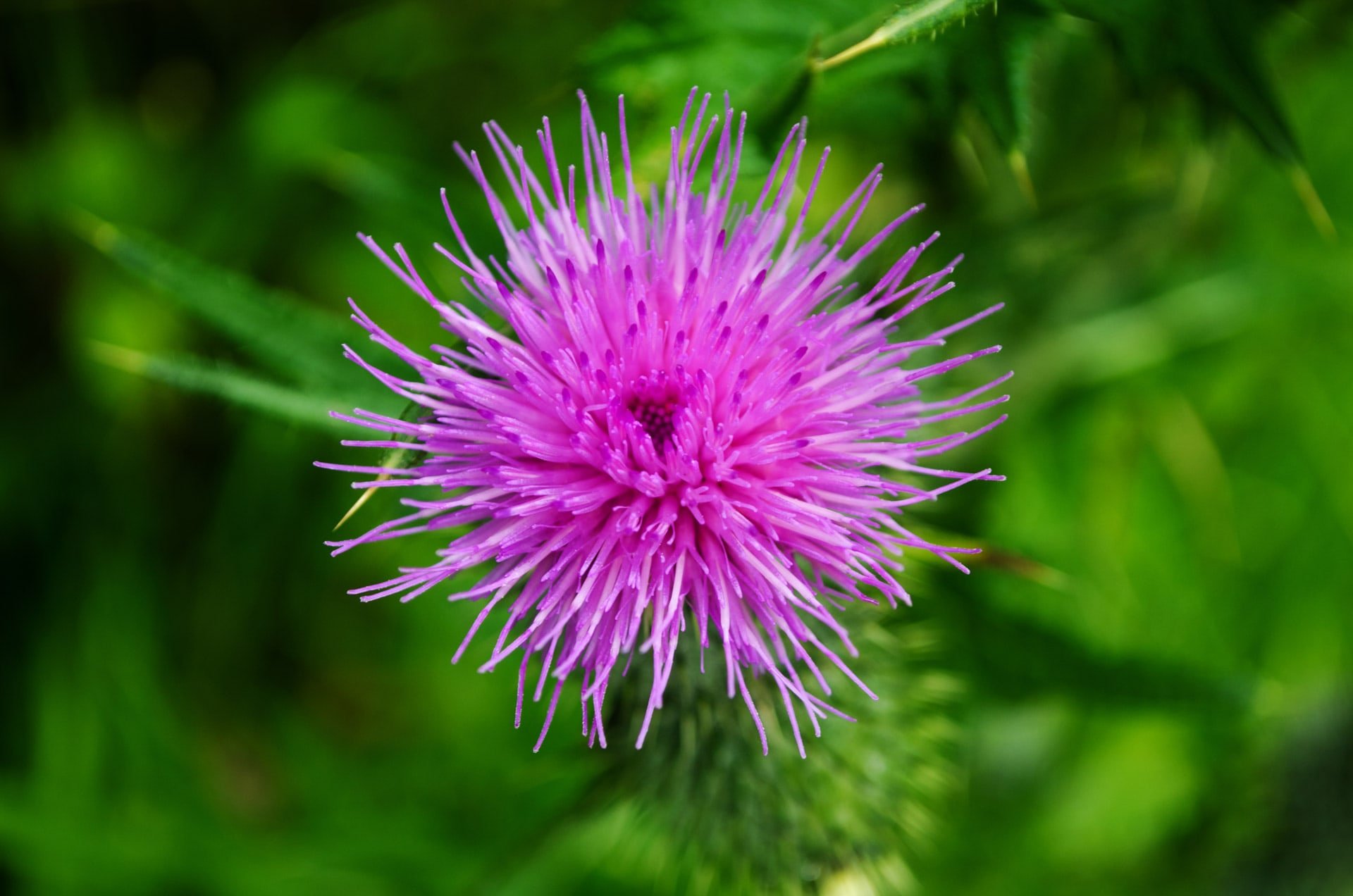 Thistle 1344185063Qge Min