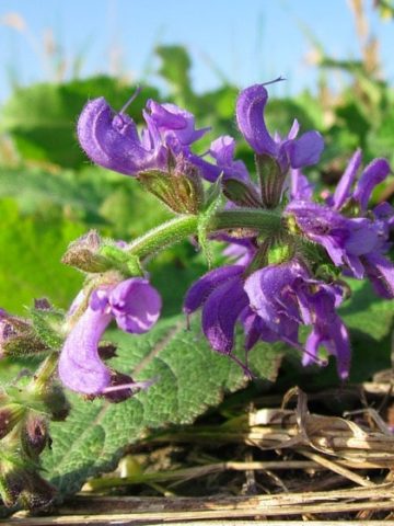 Clary Sage Oil Is Not the Medicinal Plant You Might Think It Is