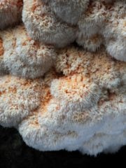 Research Supporting the Benefits of Lion’s Mane Mushroom Is Limited
