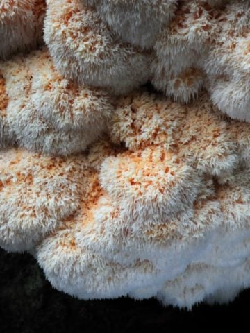 Research Supporting the Benefits of Lion’s Mane Mushroom Is Limited