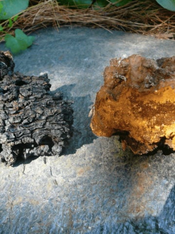 More Research Needed to Prove Chaga Mushrooms Have Health Benefits