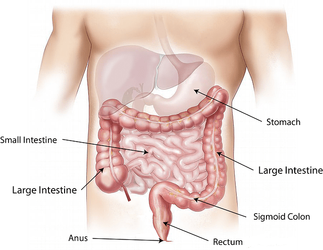 Abdomen 1698565 640 Min