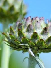 Artichoke and Artichoke Extract: Is It Really Good for the Liver?