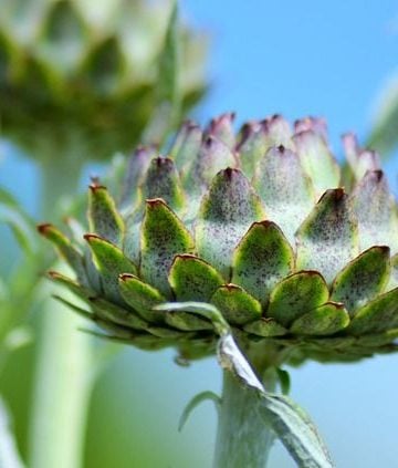 Artichoke and Artichoke Extract: Is It Really Good for the Liver?