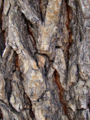 Why Pine Bark With It's Limited Health Benefits Is Not the Elixir of Life