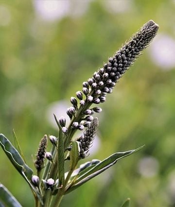 Black Cohosh Supplements May Have This One Health Benefit
