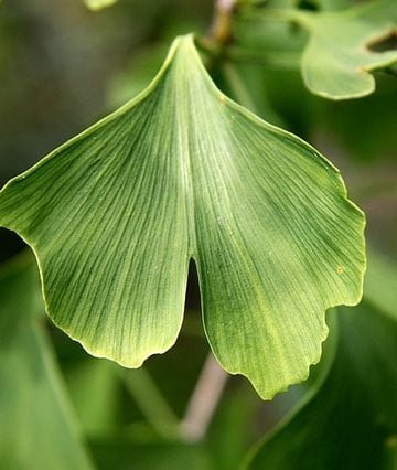 Does Ginkgo Biloba Have Health Benefits? 11 Health Claims Reviewed