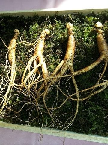 Studies Show Ginseng Does Have These 3 Health Benefits
