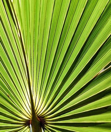 Do Saw Palmetto Supplements Work? 15 Scientific Papers Reviewed