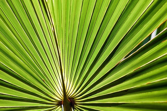 saw palmetto benefits|||||