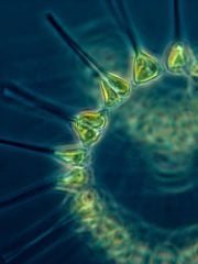 Does Phytoplankton Have Health Benefits? 6 Health Claims Reviewed