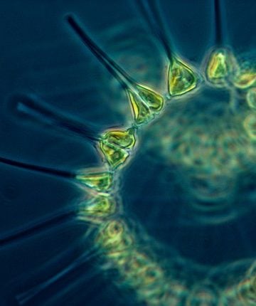Does Phytoplankton Have Health Benefits? 6 Health Claims Reviewed