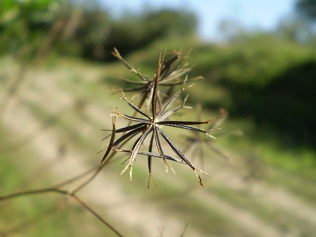 tribulus terrestris||||||||