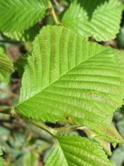 Does Slippery Elm Only Have This One FDA Approved Health Benefit?