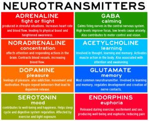 Neurotransmitters 300x243