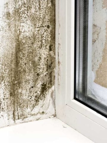 Verified 9 Best Air Purifiers for Mold Spores & Viruses