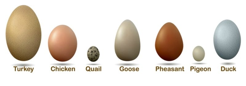 Various eggs in a line showing different sizes
