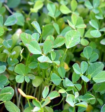 Fenugreek Is Not a Magic Herb With Lots of Have Health Benefits