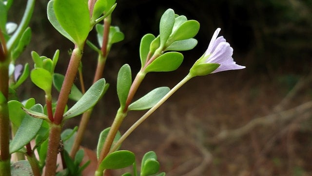 Bacopa Health Benefits