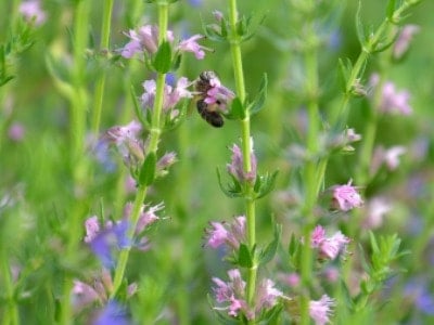 Anise Hyssop flower