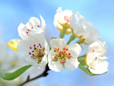 White apple blossom