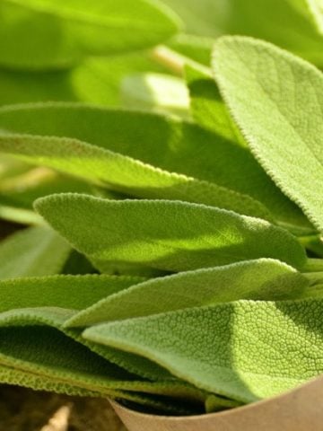 What is the Best Sage Substitute?