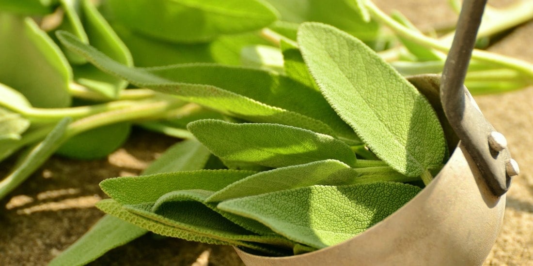The 5 Best Sage Substitutes Includes Video