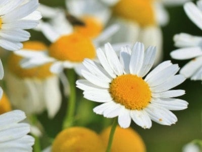 Yellow and white chamomile