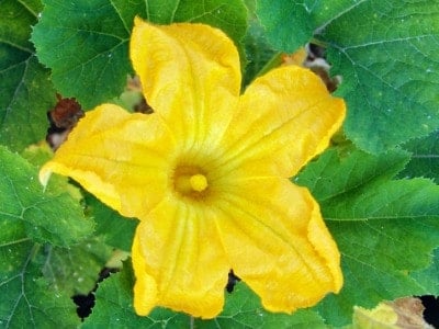 A yellow courgette flower.