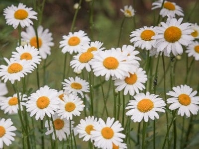 Daisies