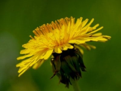 Yellow dandelion