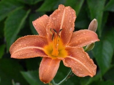 Day lily