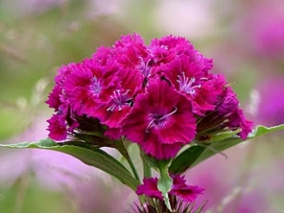 Dianthus flower