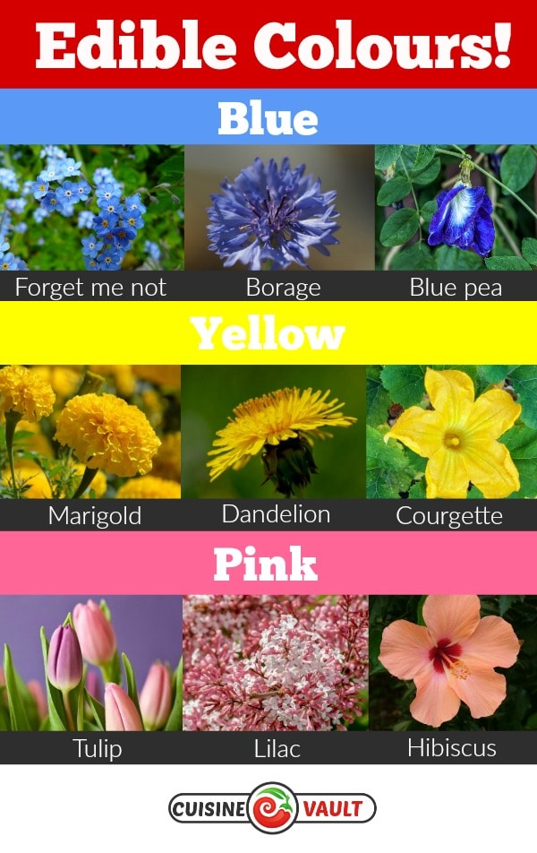 Blue, yellow and pink colored flowers