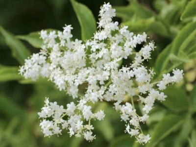 White elderflower