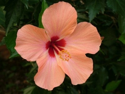 Flowering hibiscus