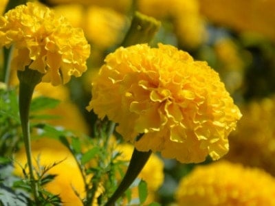 Yellow marigold